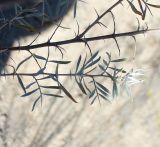 Ammodendron eichwaldii