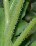 Schimpera arabica