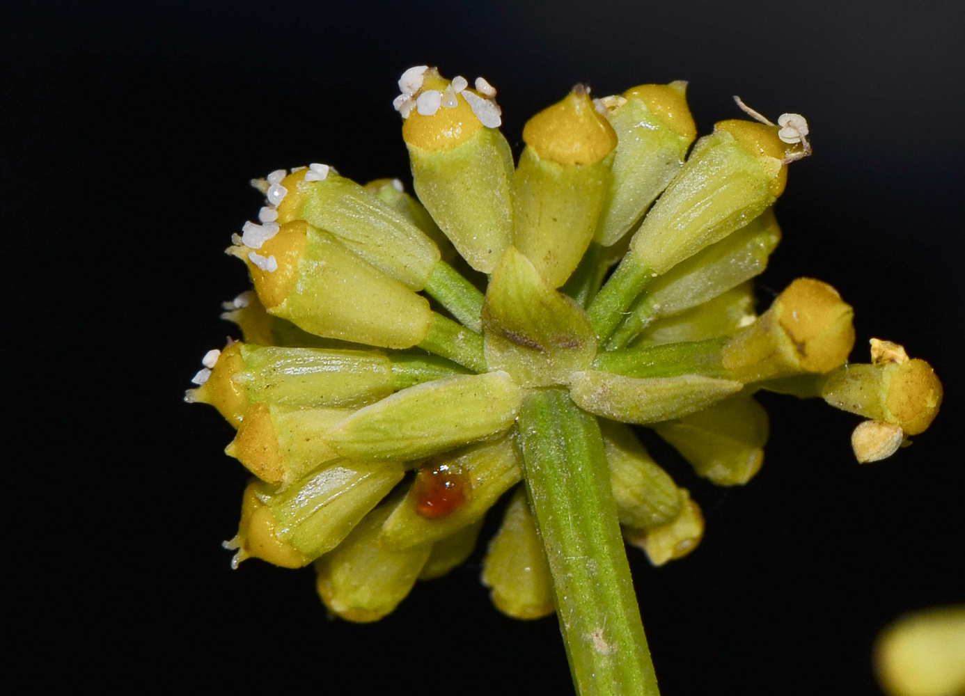 Image of Astydamia latifolia specimen.