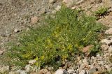 Astragalus lithophilus