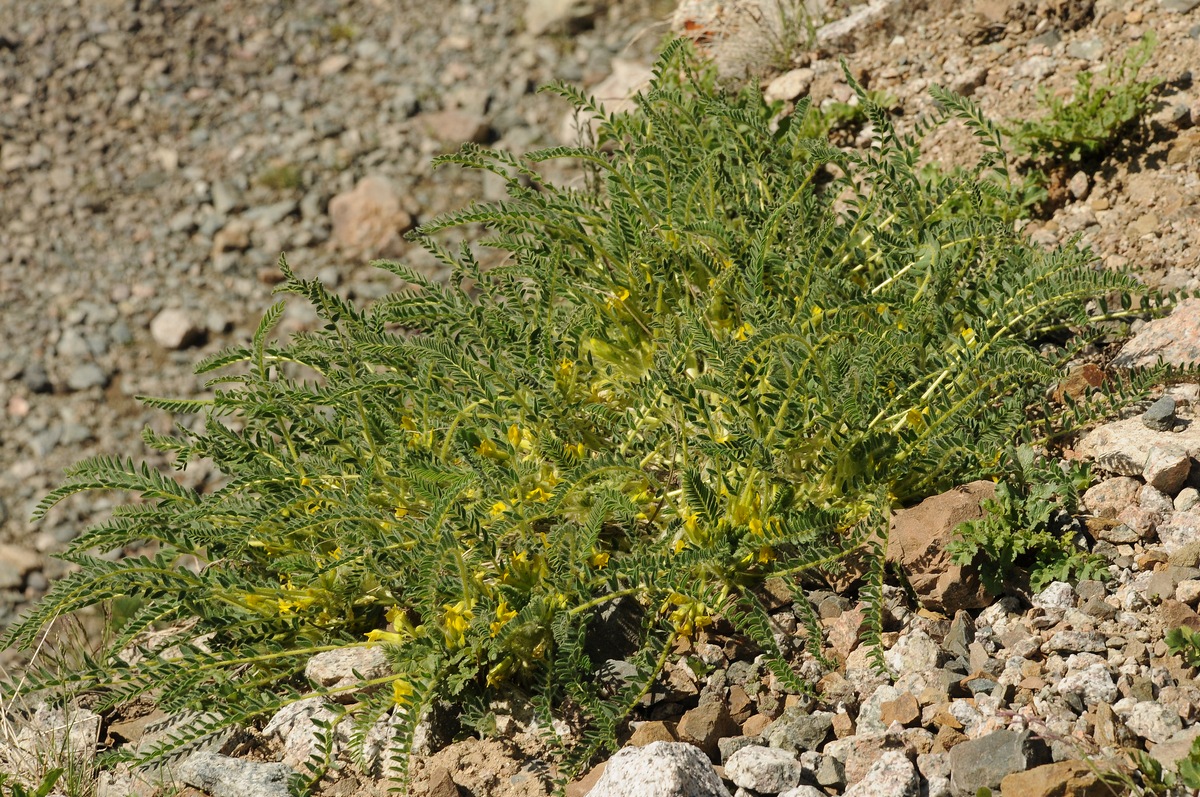 Изображение особи Astragalus lithophilus.