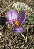 Crocus pallasii. Цветущее растение. Крым, Тарханкутский п-ов, окр. балки Большой Кастель, степной склон к морю. 4 ноября 2016 г.