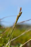 Carex bigelowii