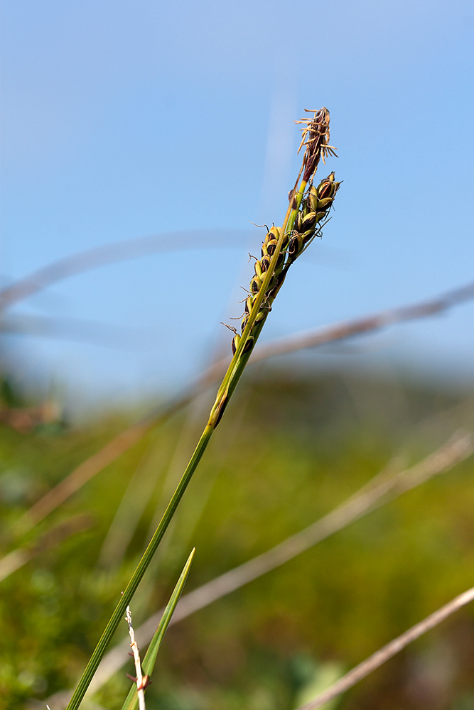 Изображение особи Carex bigelowii.