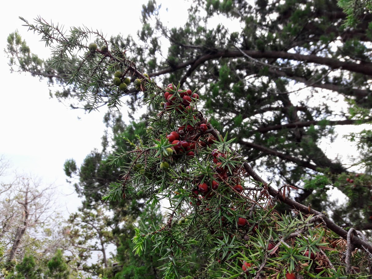 Image of Juniperus deltoides specimen.