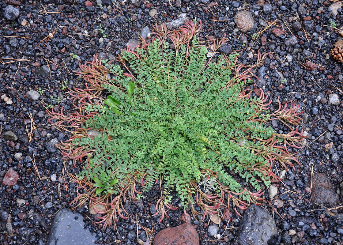 Image of Astragalus demetrii specimen.