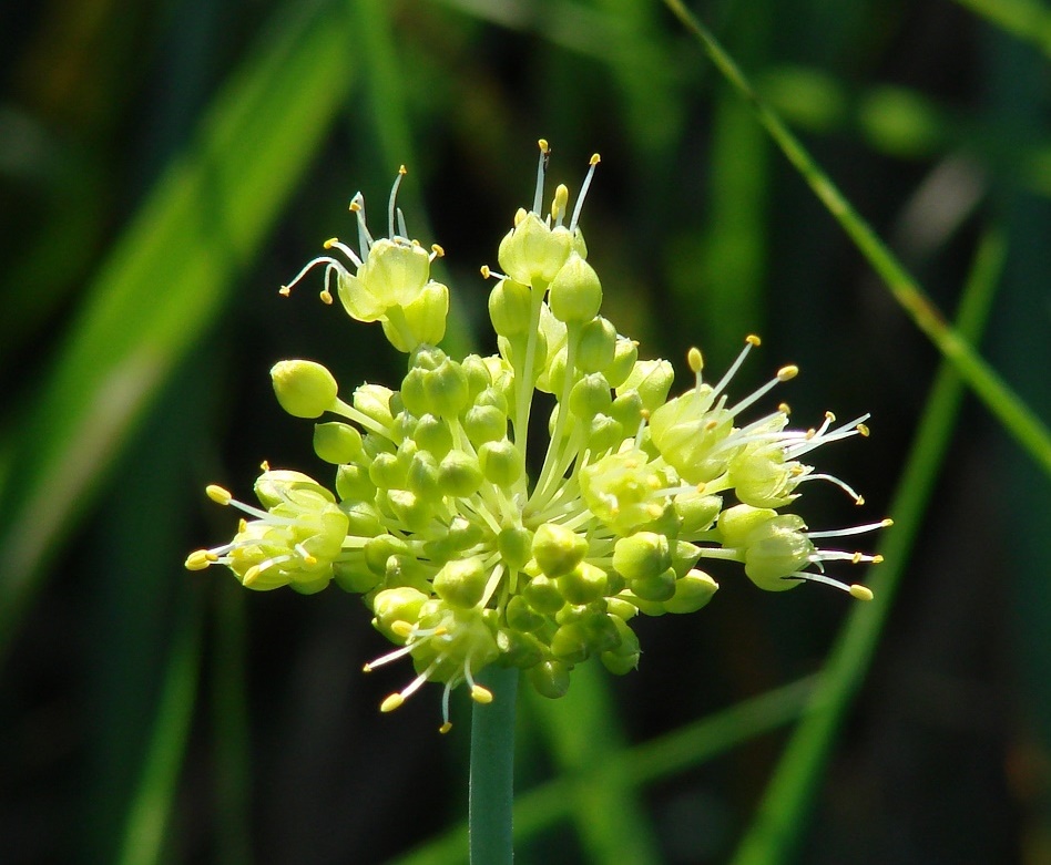 Изображение особи Allium obliquum.