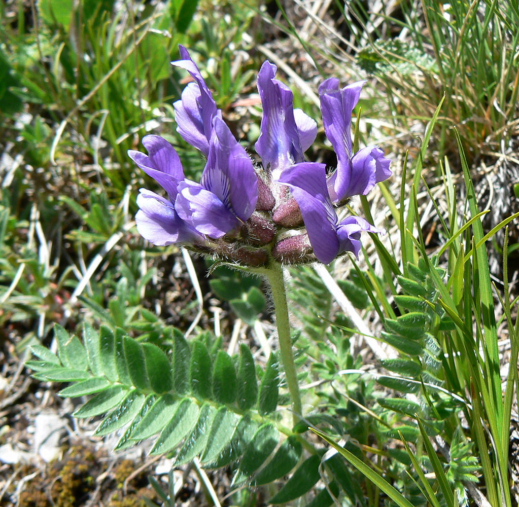 Изображение особи Oxytropis lazica.