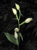 Cephalanthera damasonium. Соцветие. Украина, Львов, ландшафтный парк \"Знесенье\", буковый лес. 30 мая 2009 г.