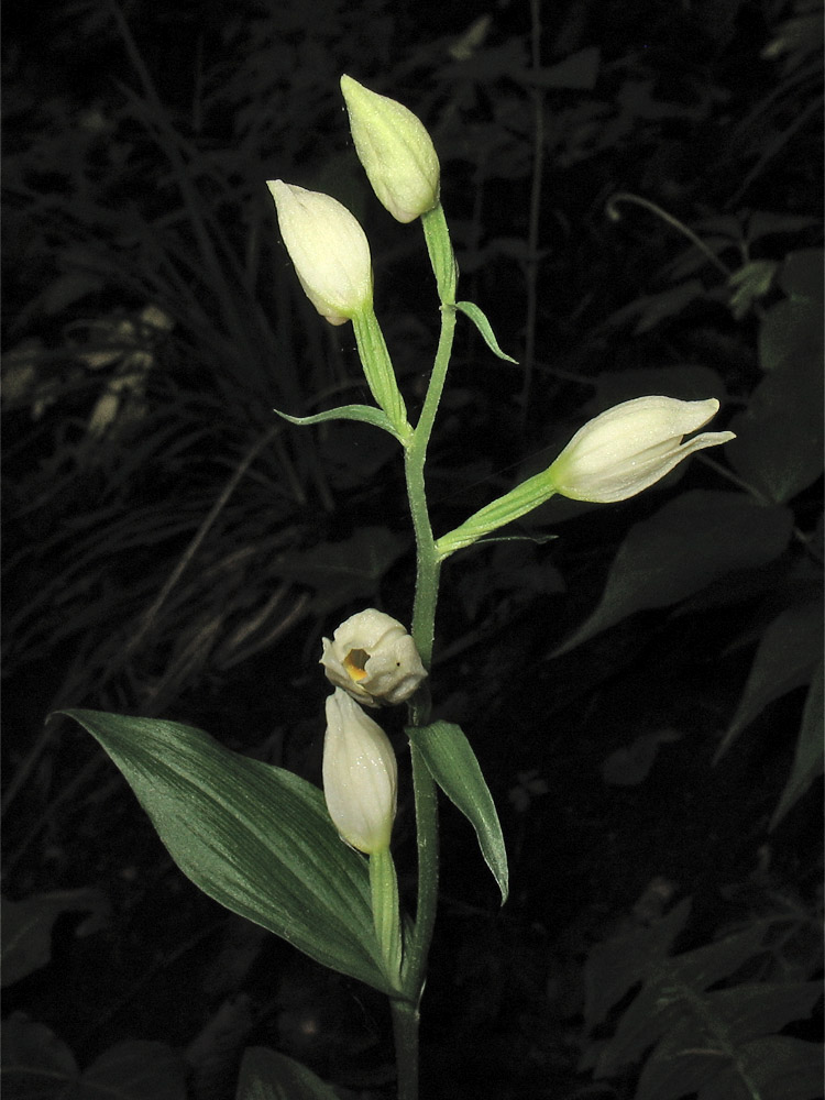 Изображение особи Cephalanthera damasonium.