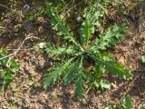 Cirsium vulgare. Растение первого года жизни. Беларусь, Витебская обл., Городокский р-н, окр. пос. Малашенки, сорное на меже между посевами Linum usitatissimum и озимой пшеницы (Triticum aestivum). 17.08.2016.