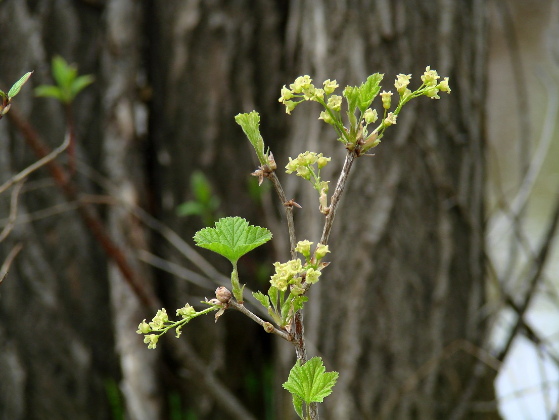 Изображение особи Ribes spicatum.