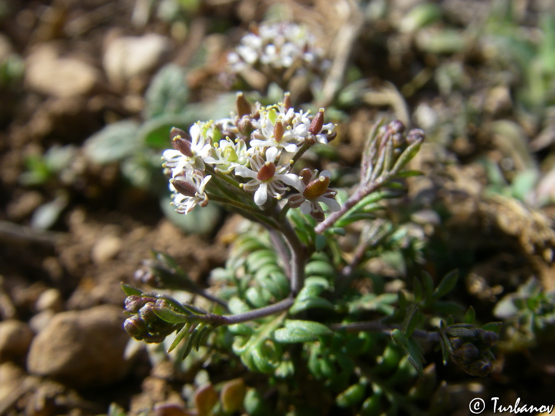 Изображение особи Hornungia petraea.