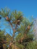 Pinus uncinata