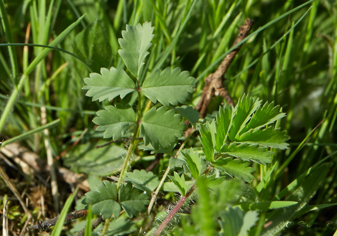 Изображение особи Poterium sanguisorba.