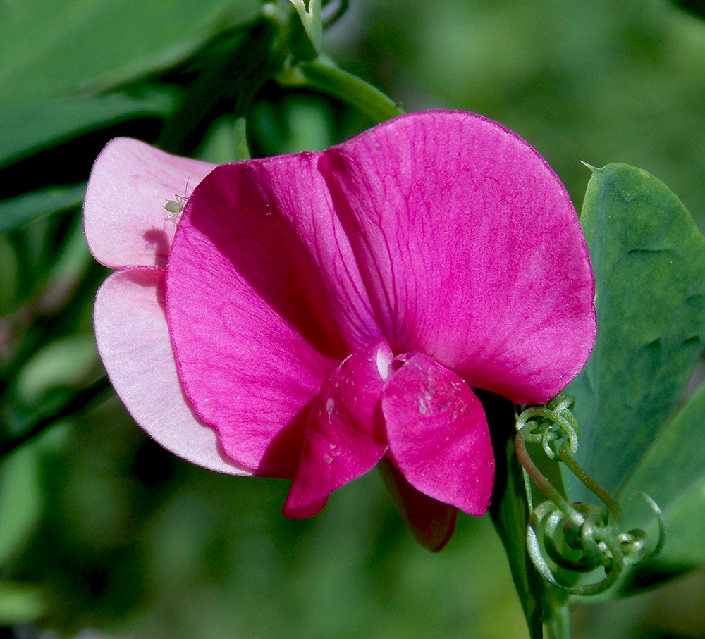 Изображение особи Lathyrus tuberosus.