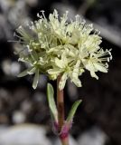 Saponaria bellidifolia
