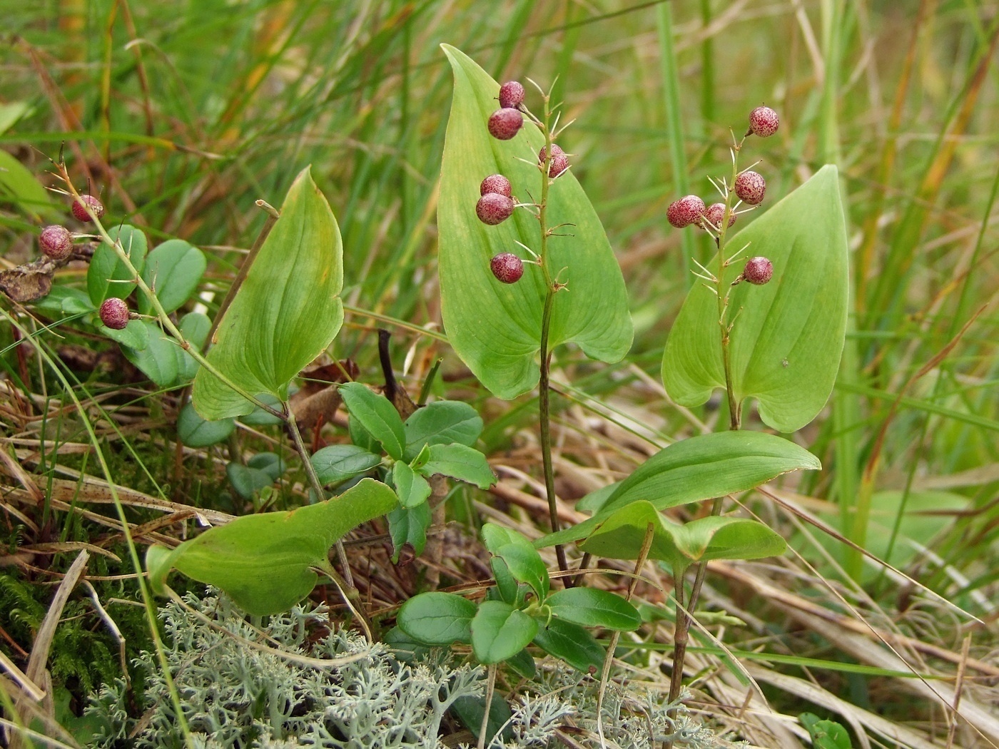Image of Maianthemum bifolium specimen.