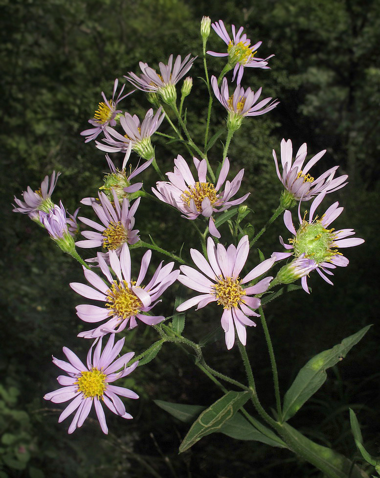 Image of Aster tataricus specimen.