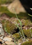 Arabidopsis thaliana