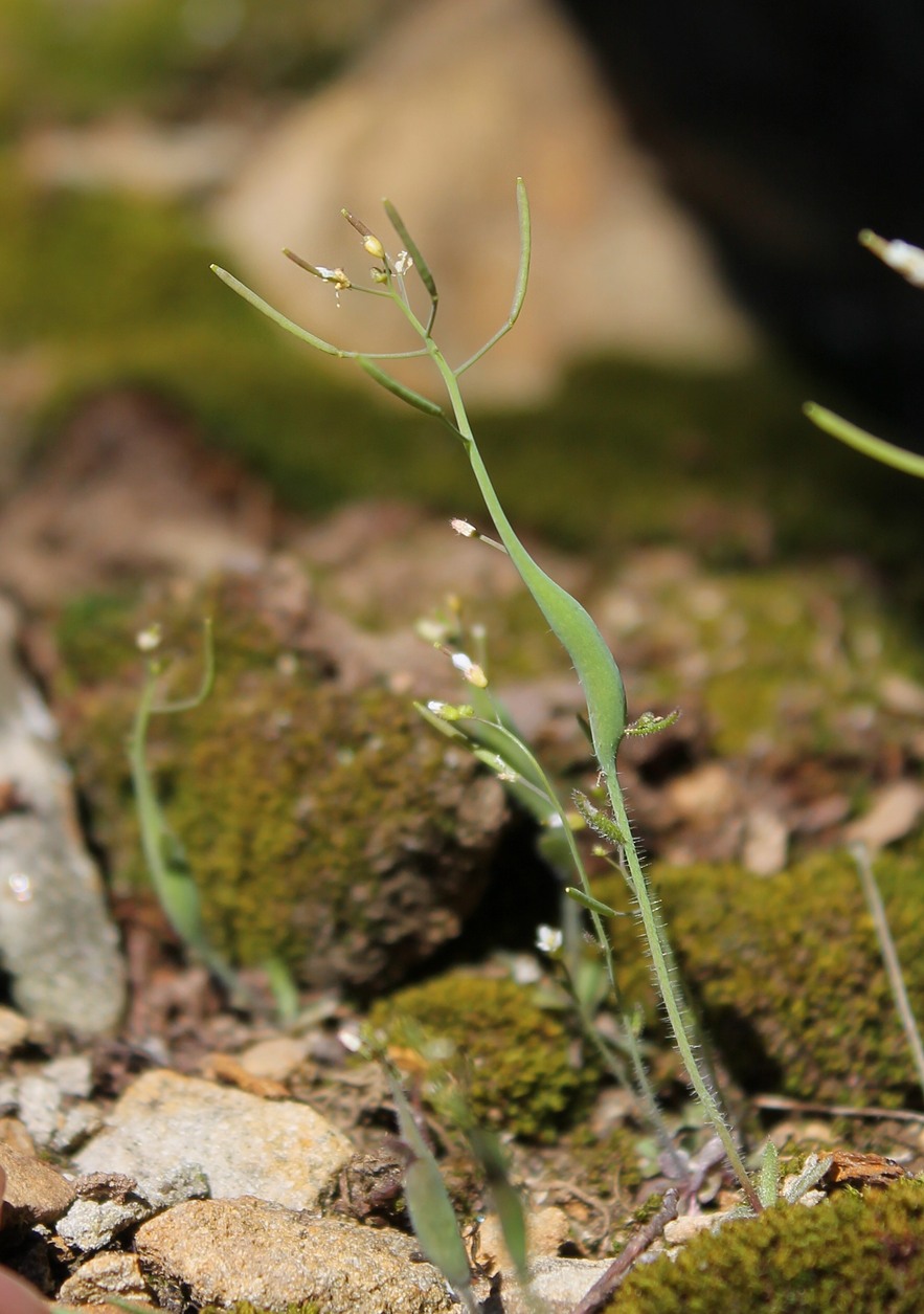 Изображение особи Arabidopsis thaliana.