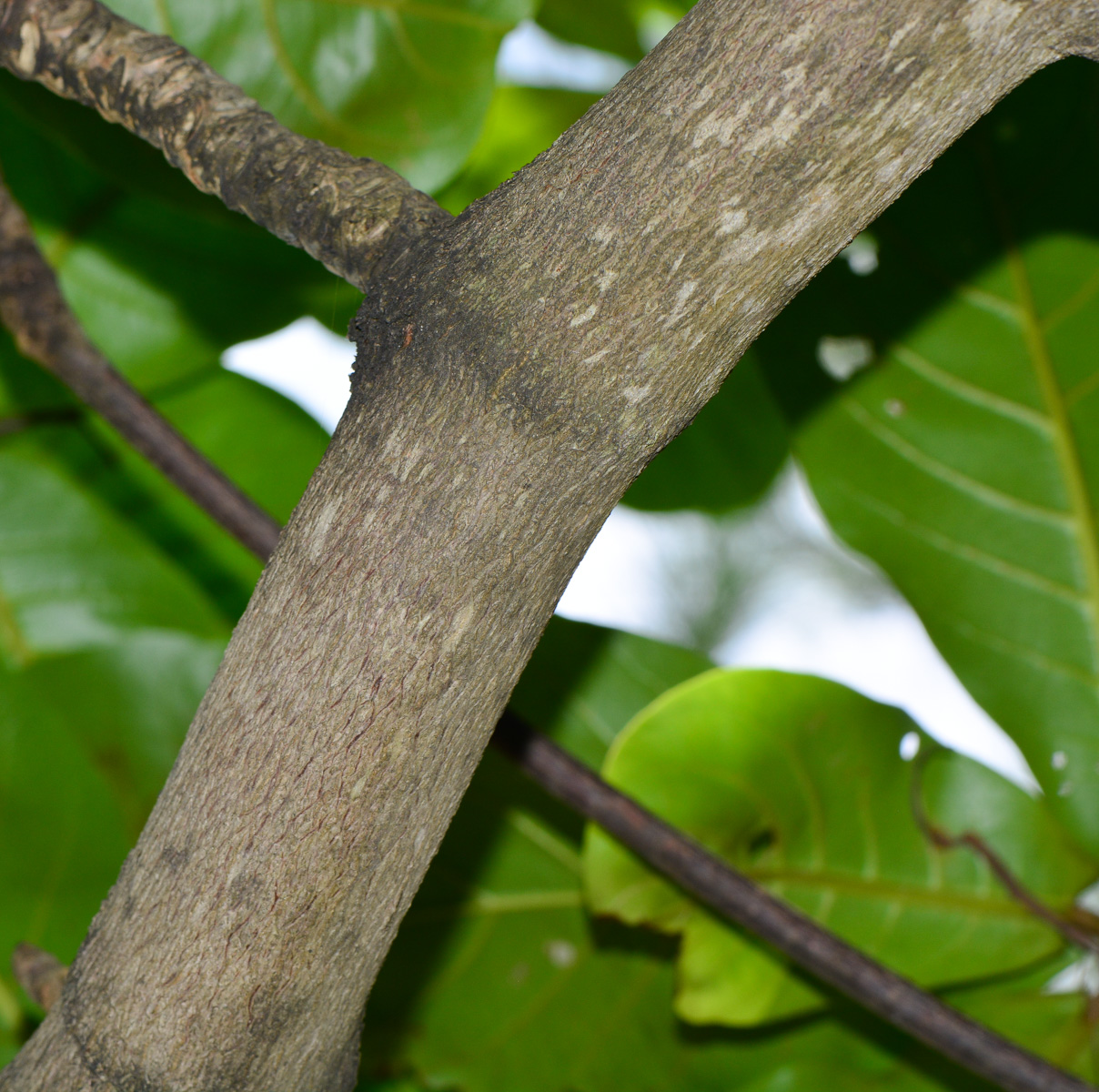 Image of Terminalia catappa specimen.