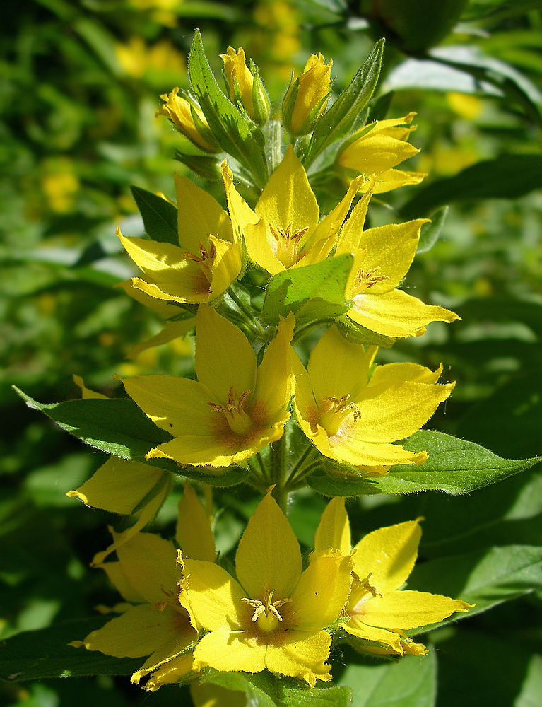 Image of Lysimachia punctata specimen.