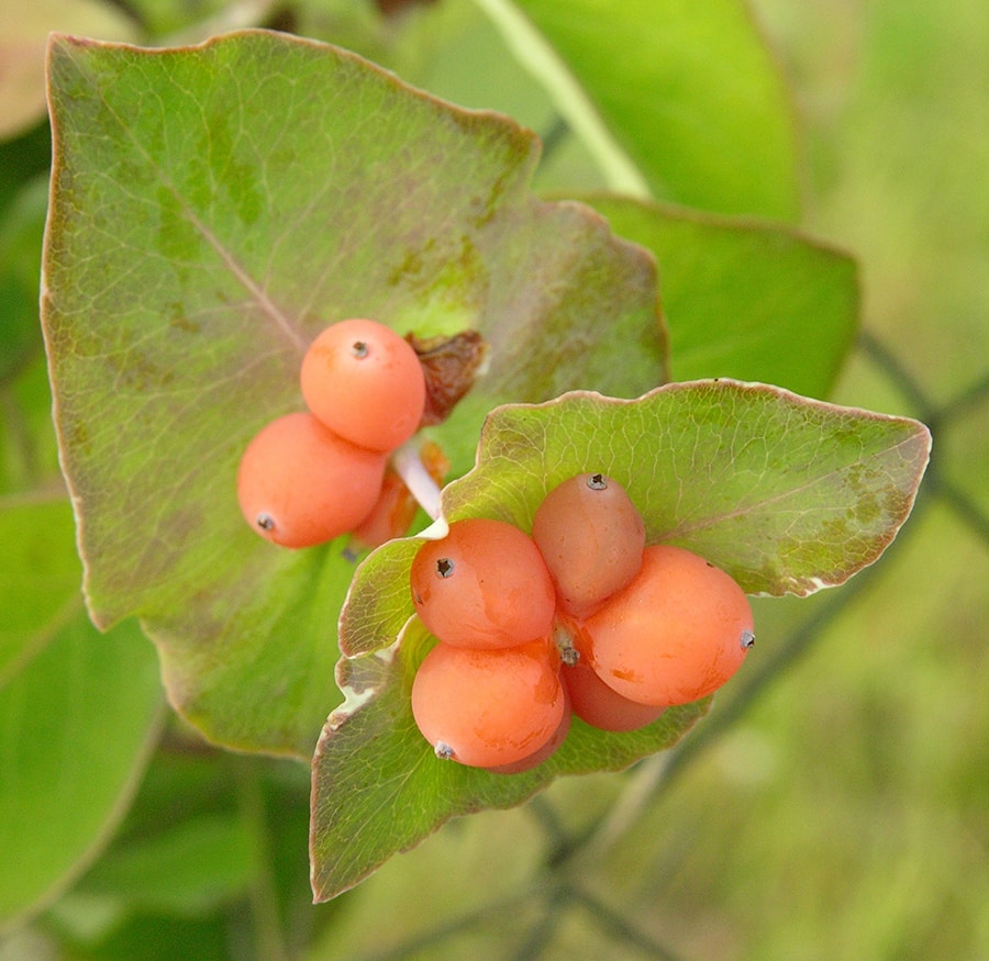 Image of Lonicera dioica specimen.