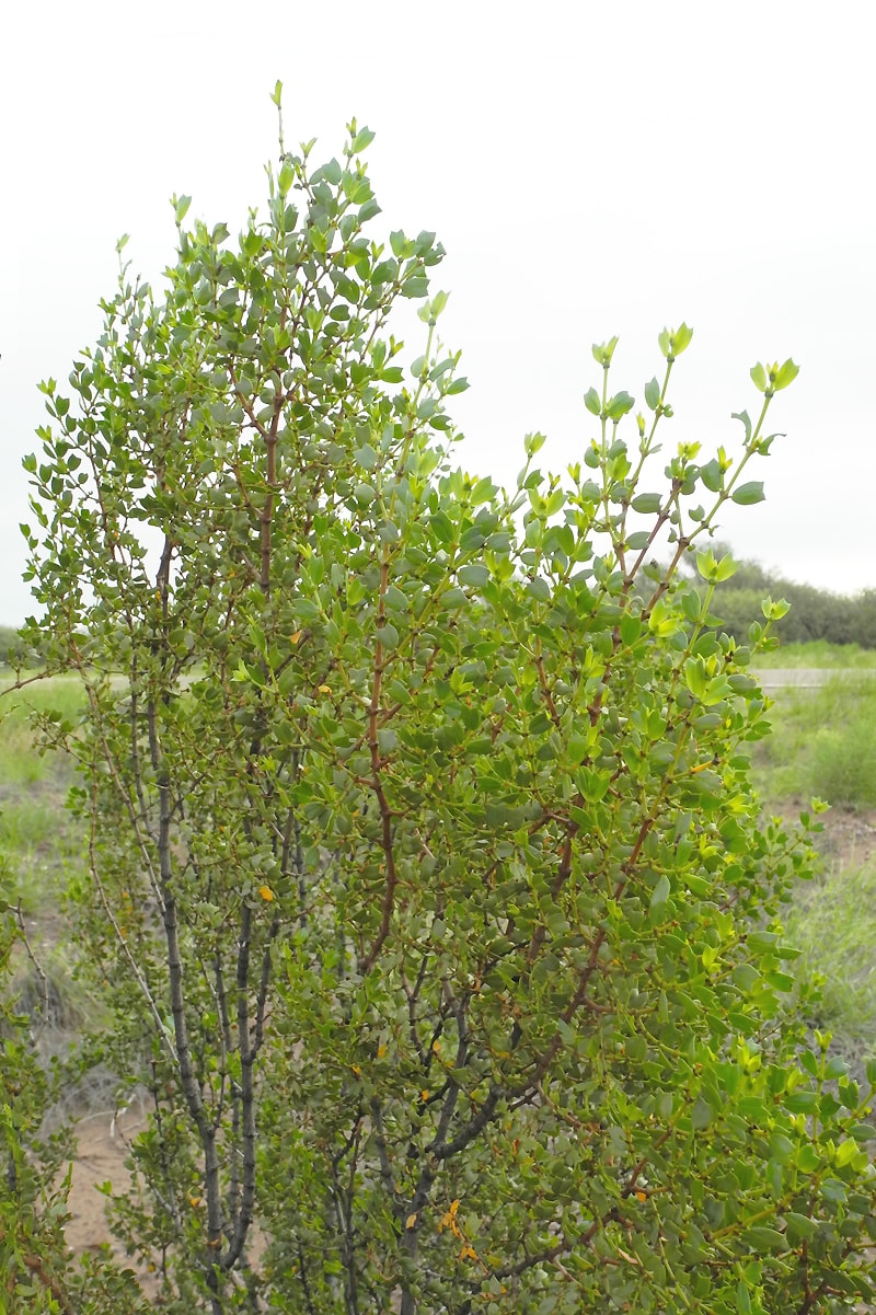 Изображение особи Larrea cuneifolia.