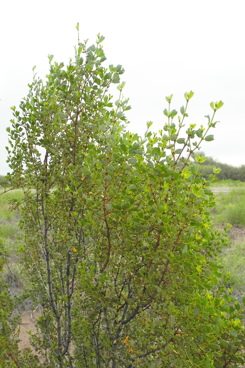 Image of Larrea cuneifolia specimen.