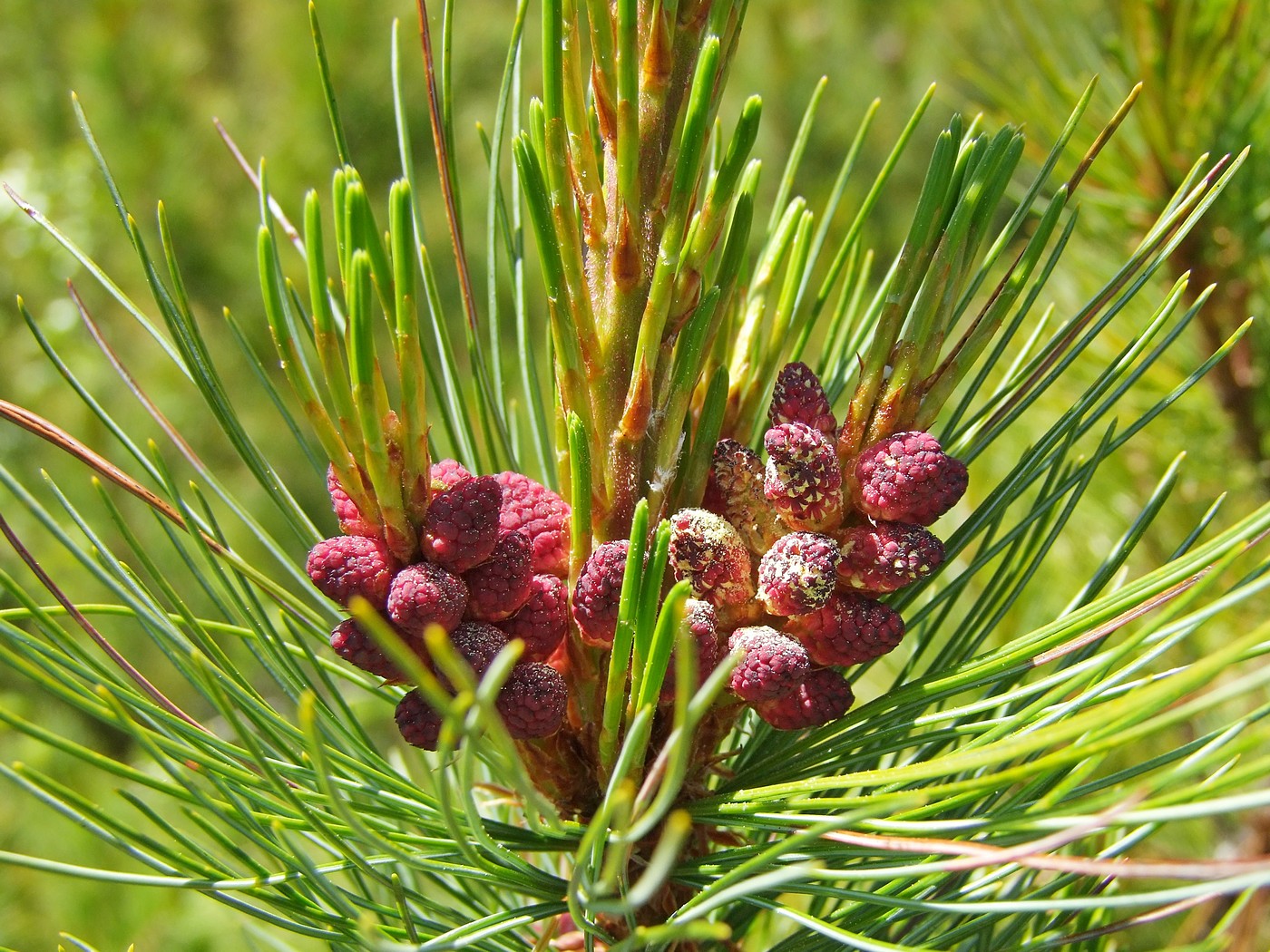 Image of Pinus pumila specimen.