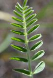 Astragalus vulpinus