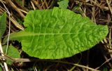 Primula veris