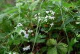 Galium uliginosum