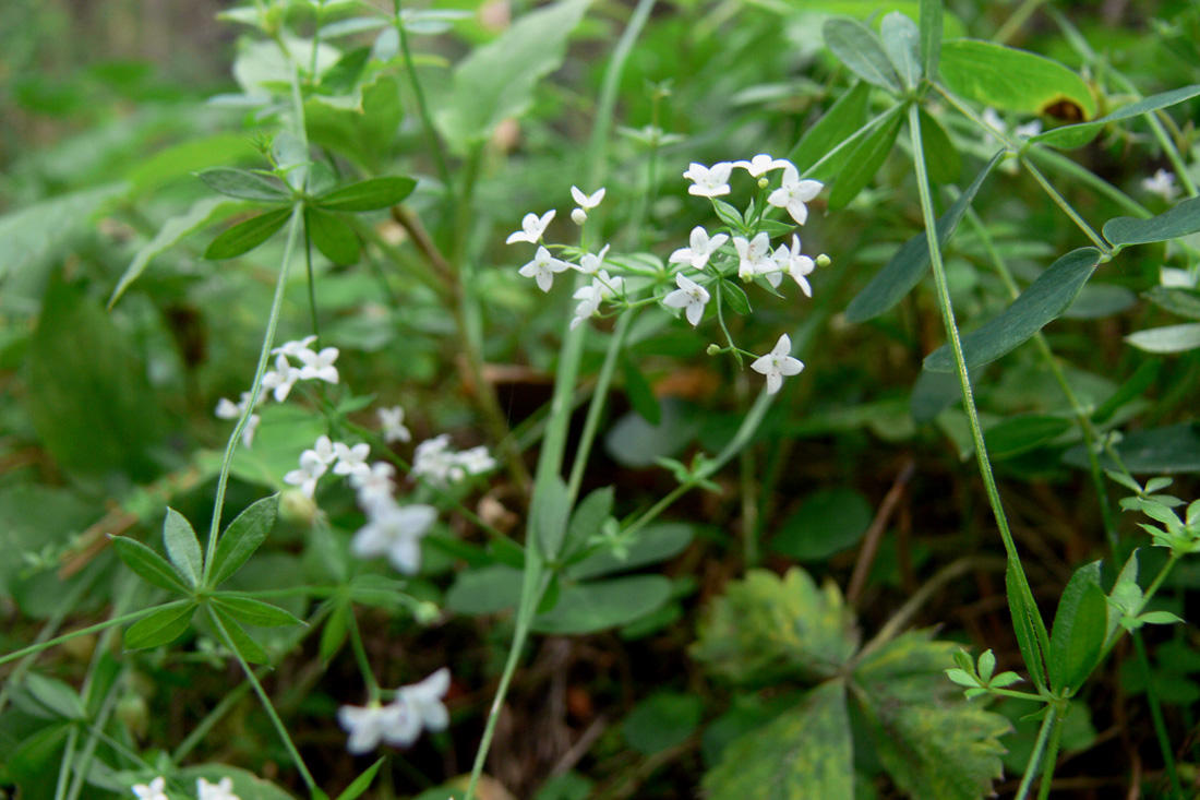Изображение особи Galium uliginosum.