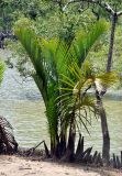 Nypa fruticans. Вегетирующее растение во время отлива. Малайзия, о-в Калимантан, национальный парк Бако, мангровый лес. 08.05.2017.