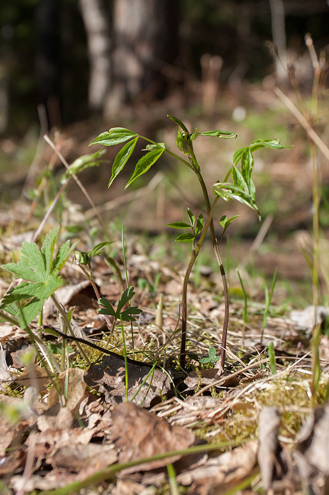 Image of Lathyrus vernus specimen.
