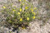 genus Potentilla. Цветущее растение на ракушечном пляже. Крым, Арабатская стрелка, урочище Рожково. 30.05.2017.