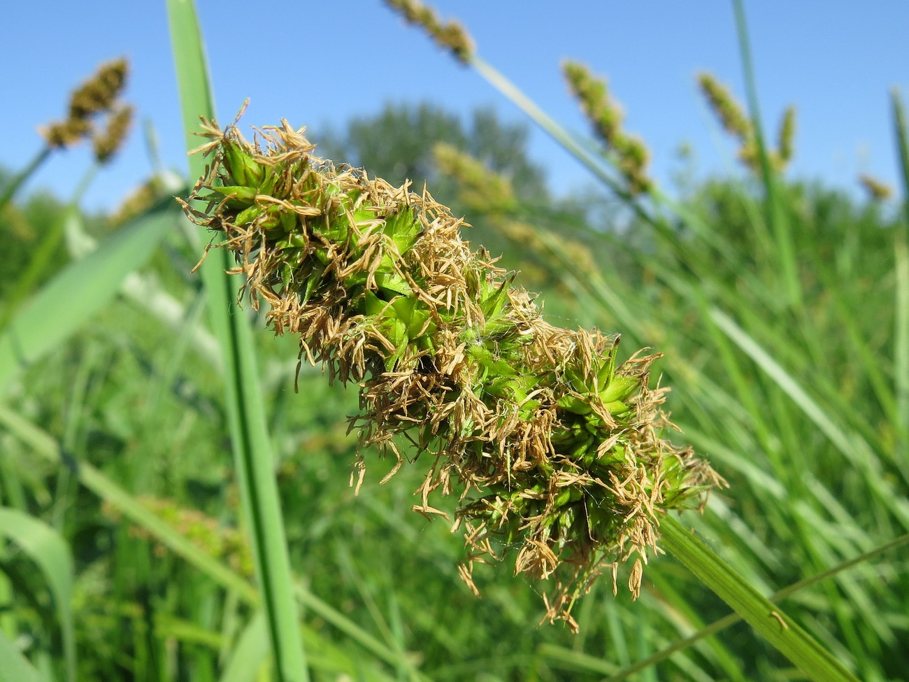 Изображение особи Carex vulpina.