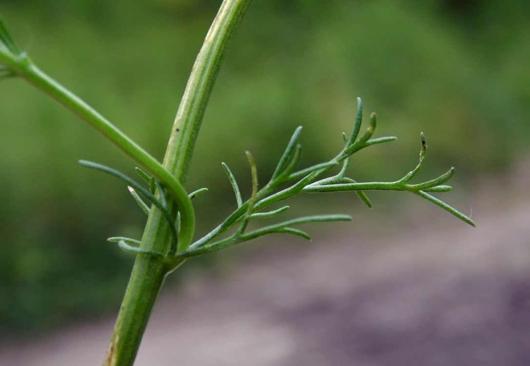 Image of Matricaria recutita specimen.
