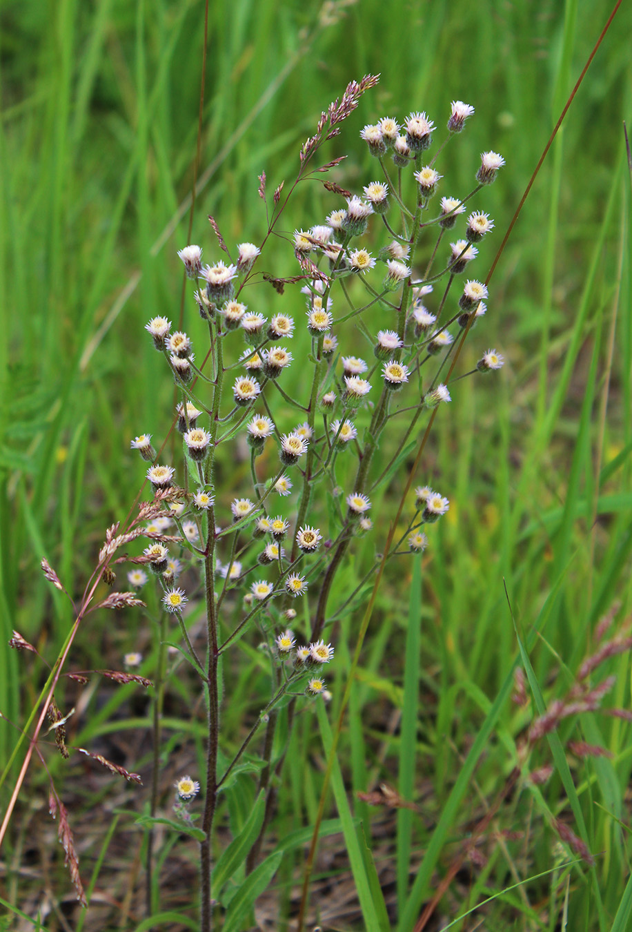 Image of Erigeron acris specimen.