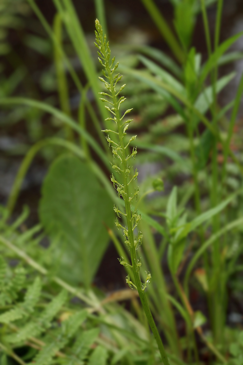 Image of Malaxis monophyllos specimen.