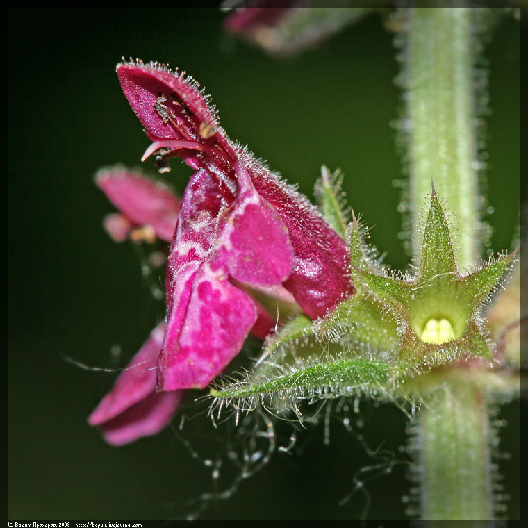 Изображение особи Stachys sylvatica.