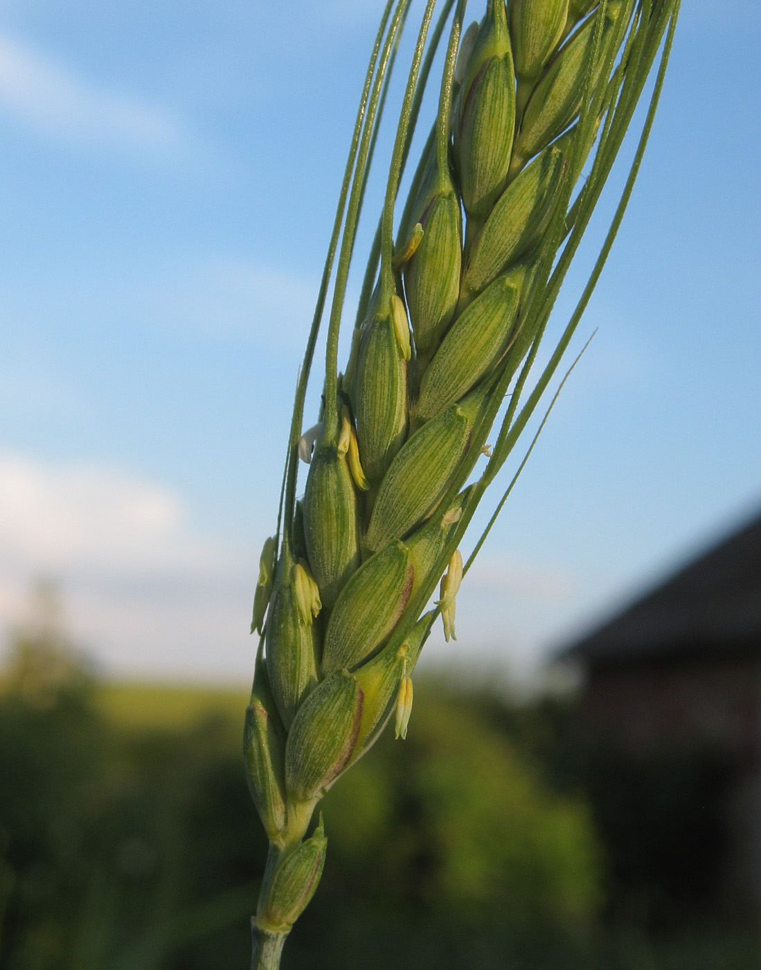 Изображение особи Triticum volgense.