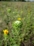 Grindelia squarrosa