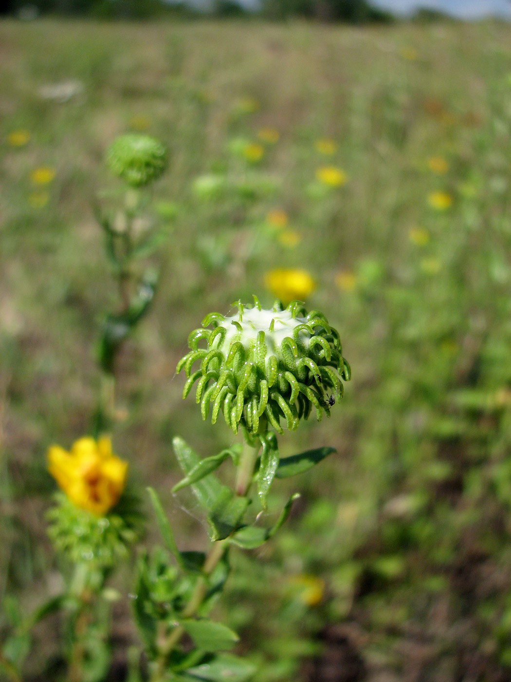 Image of Grindelia squarrosa specimen.