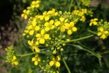 Bunias orientalis. Соцветие. Московская обл., окр. дер. Новотроица, правый берег р. Дубна, луг. 12.06.2017.