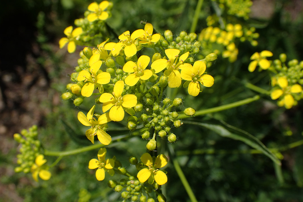 Image of Bunias orientalis specimen.