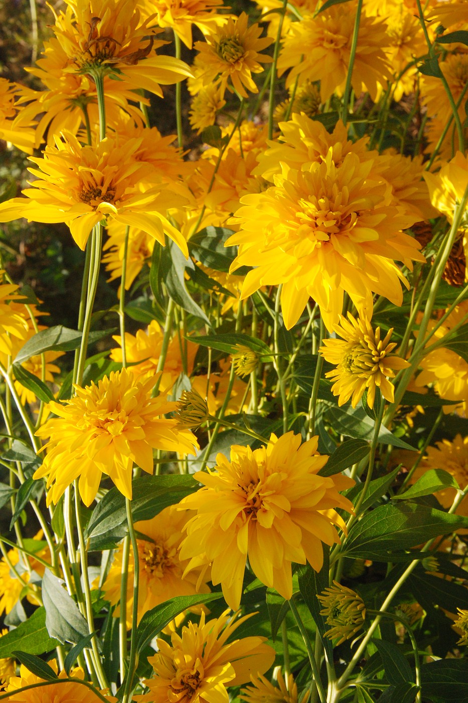 Image of Rudbeckia laciniata var. hortensia specimen.