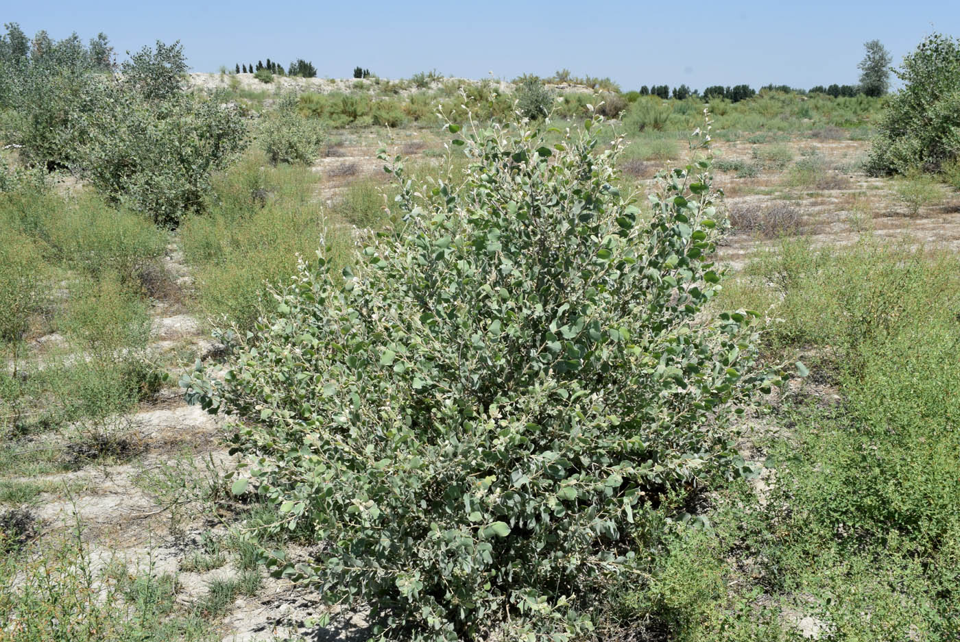 Изображение особи Populus pruinosa.